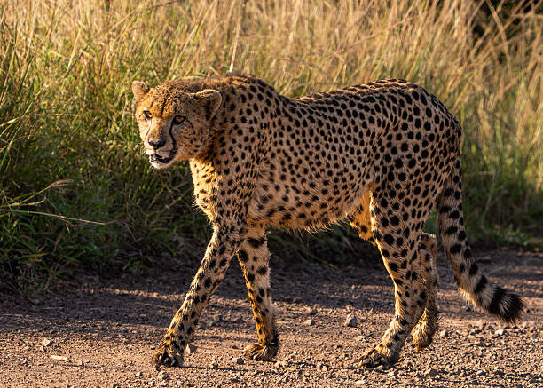 istock Cheetah Walking, Zulu Nyala Reserve 2214029691