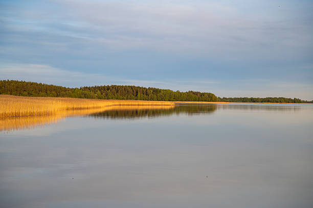 Evening sunlight casts a golden glow over the reeds lining Lake Stackie in Masuria, creating a tranquil reflection on the still water.