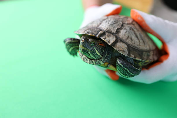 People care for and play with a pet red-eared turtle.
