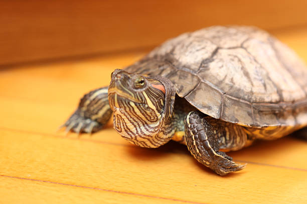 Back view of an upside down tortoise, isolated on white background.
