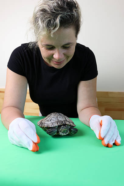 istock People care for and play with a pet red-eared turtle. 2214033956