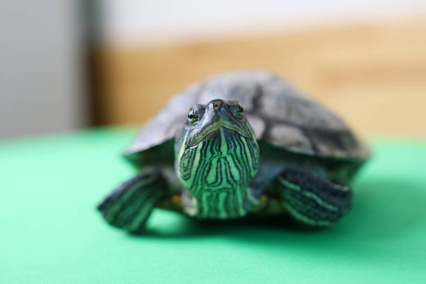 cute turtle