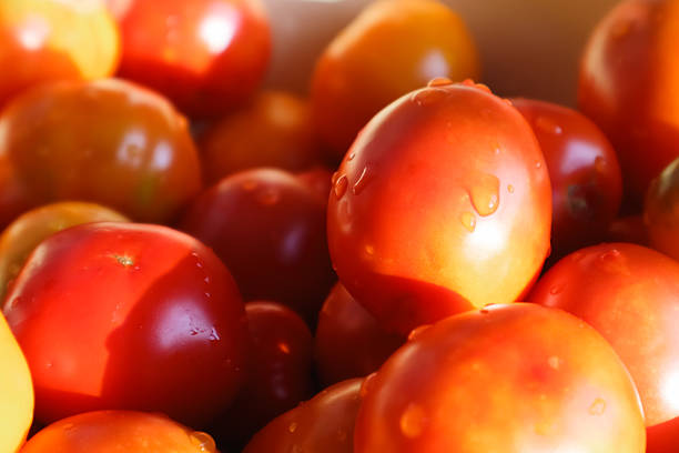 Fresh tomatoes, It can be used as background. Delicious red tomatoes in Summer rays. Fresh picked tomatoes. Pile of red juicy tomatoes