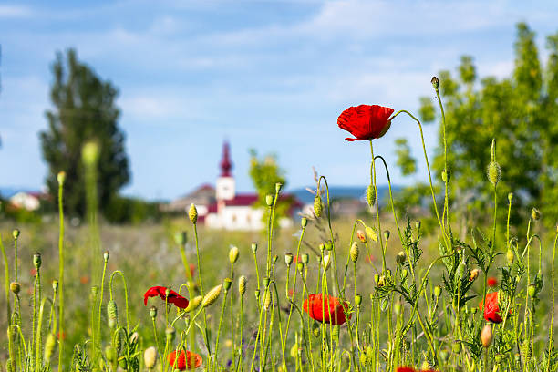 field with red poppies in village outskirts. mountainous countryside landscape with flowers in summer. blooming rural scenery of ukraine in evening light. picturesque farmland in blurred background