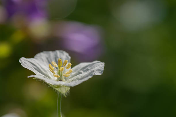 White Pelargonium Geranium flower in summer garden