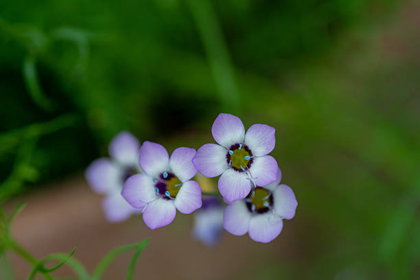 istock Gilia tricolor in full bloom 2214035410