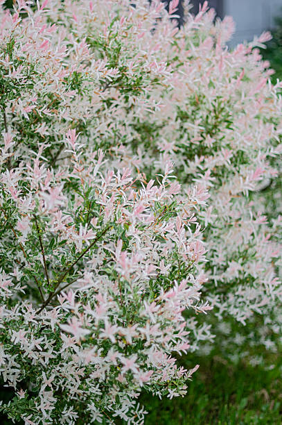 istock hakuro nishiki willow bush with pink and white leaf in garden 2214036294