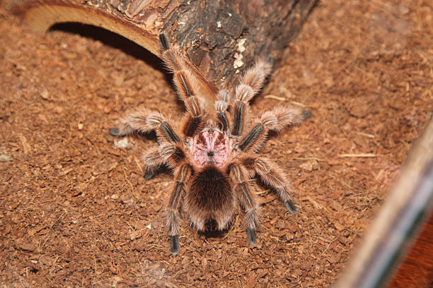 istock Chilean rose tarantula close-up 2214036304