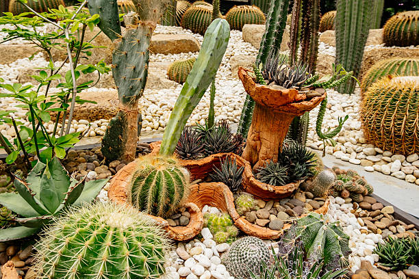 Cactus garden with a large cactus in the middle. There are many other cacti in the garden