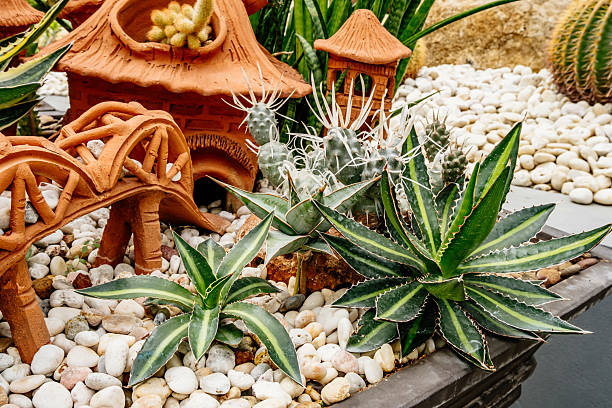 Succulent plants on stairs outdoor in the front yard