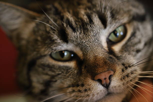 istock European breed cuddly cat 2214040202