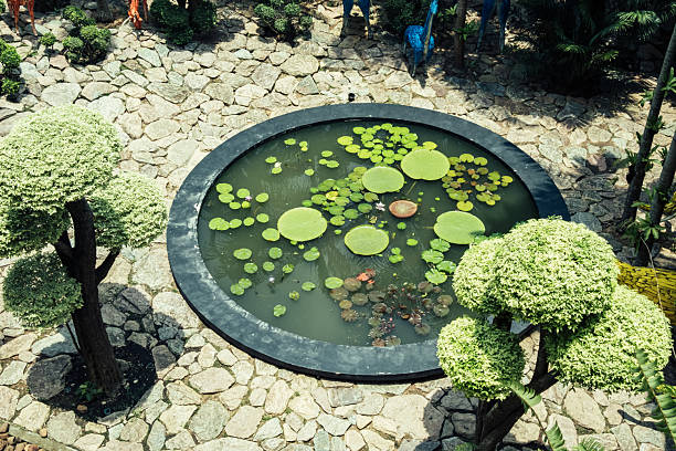 Lotus flower