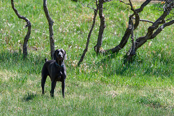 A black dog stands alert on a grassy hillside staring at the camera. The dog is performing its duties of protecting its property making sure no trespassers approach.
