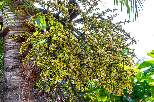 istock Small fruits and nuts from a tropical palm tree Thailand. 2214041573
