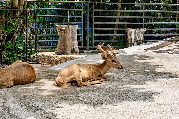 Two deer are laying down in a zoo enclosure