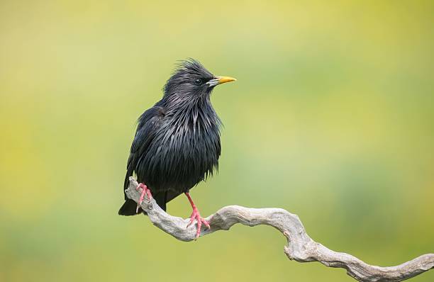 istock Black starling on a branch with green backdrop. 2214042273