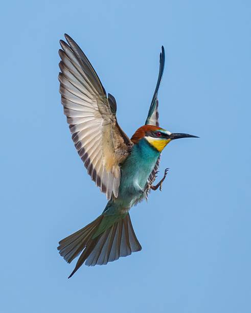 istock European bee-eater in flight with vibrant plumage. 2214042280
