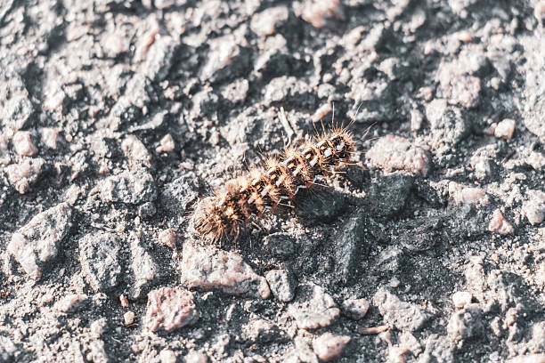 Hairy caterpillar crawls on asphalt floor in Leninskiy Rayon Brest Brest District Brest Region Belarus.