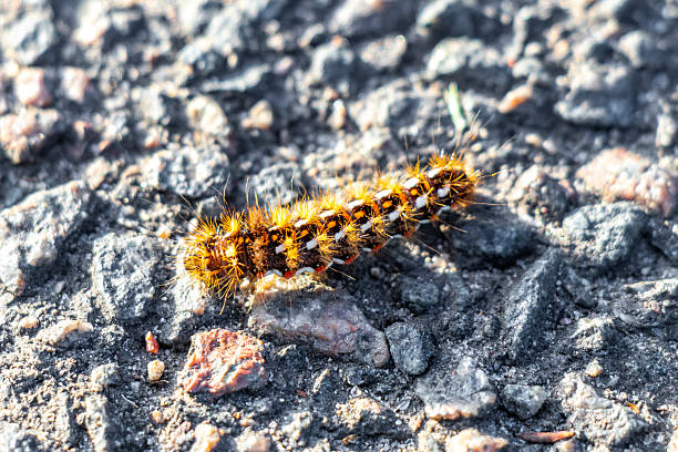 Hairy caterpillar crawls on asphalt floor in Leninskiy Rayon Brest Brest District Brest Region Belarus.