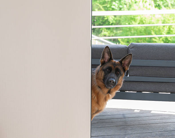 A curious and adorable German Shepherd dog peeks playfully from behind a sunny wall in a vibrant setting
