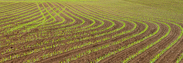 istock Rows of young maize plants (Zea mays) in the field 2214044359