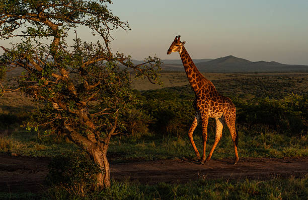 istock Giraffe Walking at Sunset in Zulu Nyala Reserve 2214044572