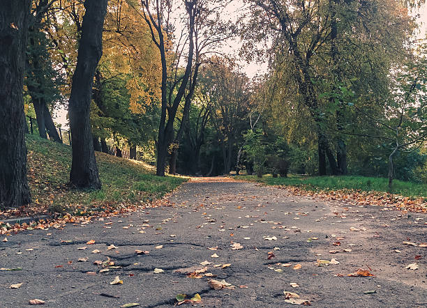 Path in a park with leaves on the ground. There are trees on both sides of the path