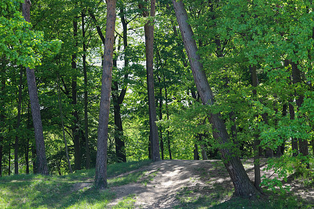 istock Forest Trail Leading to Hidden Lake 2214045860