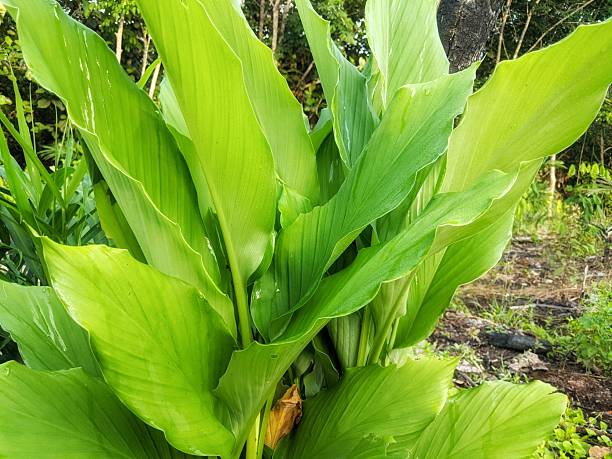istock Turmeric leaf plants thrive in tropical soil 2214049881