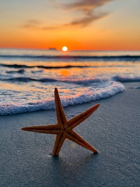 istock unique starfish on the beach with waves in summer sunset light 2214050990