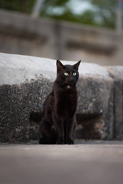 istock Stray cat is sitting on the street. 2214051121