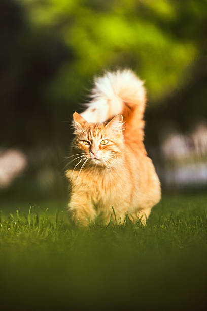 istock Beautiful ginger cat is walking on grass. 2214051196