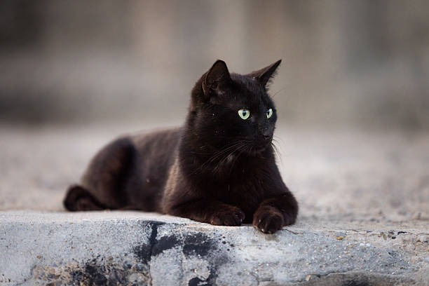 Female stray cat is sitting on the street.Istanbul - Turkey.