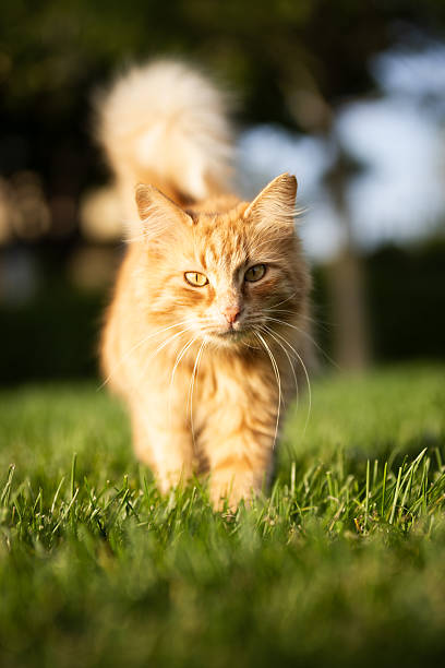 istock Beautiful ginger cat is walking on grass. 2214051504