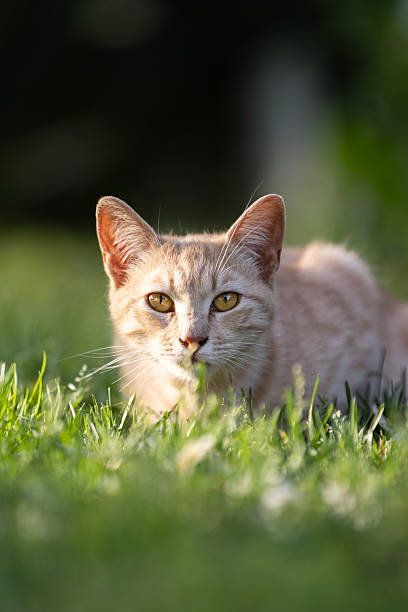 istock Ginger stray cat is sitting in nature. 2214051617