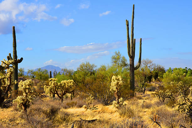 istock Landscape Sonoran Desert Arizona 2214051904