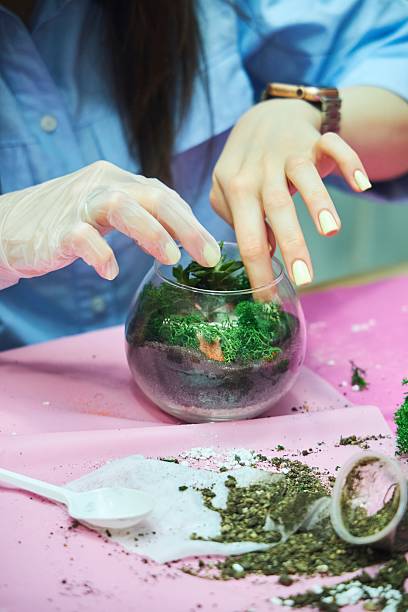 istock Master class on transplanting and growing succulent plants 2214051986