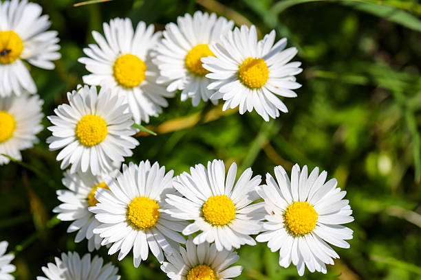 istock Field of White Wildflowers in Spring Bloom 2214052967