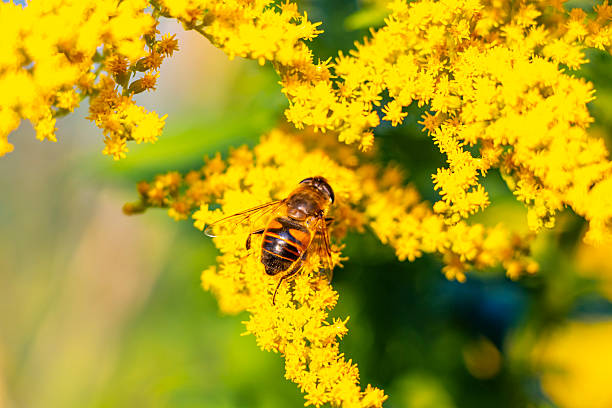 istock Bee bumblebee collects nectar from yellow flower blossom Brest Belarus. 2214053329