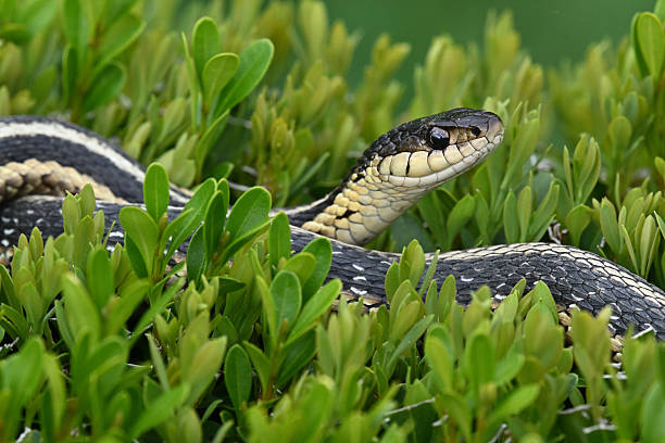 Garter snake on top of hedge stock photo