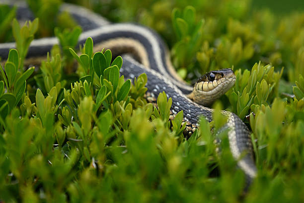 istock Garter snake in foliage of hedge 2214053738