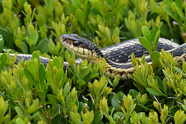istock Garter snake on hedge to bask 2214053787