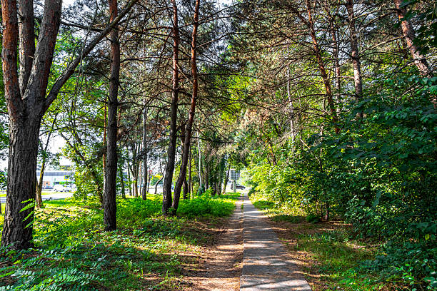 istock Walking in nature countryside on forest path trail Brest Belarus. 2214057020
