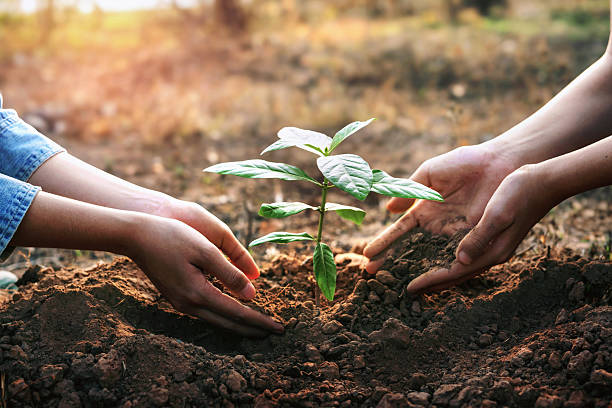 istock Two people are planting a tree in the dirt 2214057131