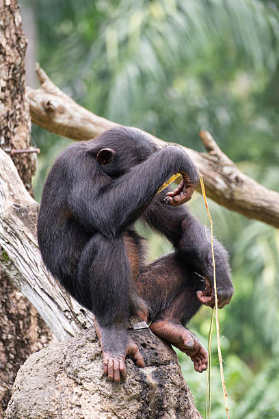istock A chimpanzee or Pan troglodytes sitting on a rock, resting its head on its arm in a contemplative pose. The primate has dark fur and is surrounded by a lush green forest. Vertical composition 2214057135