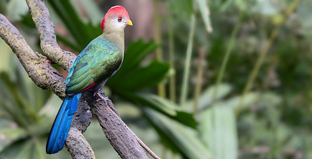 istock A red-crested turaco or Tauraco erythrolophus perched on a branch, displaying its striking green, red, and blue feathers against a blurred rainforest background. The bird is looking sideways 2214057136