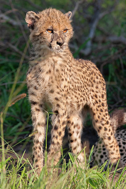 istock the cheetah and her cub 2214063423