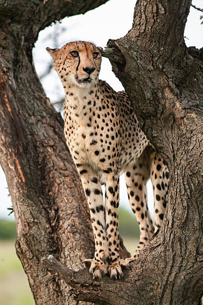 istock the cheetah and her cub 2214063444