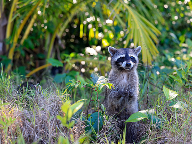 Distribution:\nIn Costa Rica, raccoons live mainly in coastal regions, mangrove forests, rainforests and near rivers and lakes. They are particularly common in national parks such as Manuel Antonio National Park.\n\nAppearance:\nThey resemble North American raccoons, but are often slightly smaller. They also have the typical gray-brown fur, curled tail and black face mask.\n\nBehavior:\n\t- They are nocturnal, but in tourist areas such as beaches or campsites they also become active during the day as they can easily find food there.\n\t- Raccoons in Costa Rica have learned to open bags, backpacks and garbage containers, which makes them popular - but also notorious - among tourists.\n\t- They are good climbers and swimmers and very curious.\n\nDiet:\nIn Costa Rica, raccoons eat crabs, fish, insects, fruit, eggs and anything that humans leave lying around - including potato chips and fruit scraps.\n\nSpecial features:\n\t- In Costa Rica, raccoons often live close to other wild animals such as coatis or capuchin monkeys.\n\t- They should not be fed, as this alters their natural behavior and can lead to conflicts.