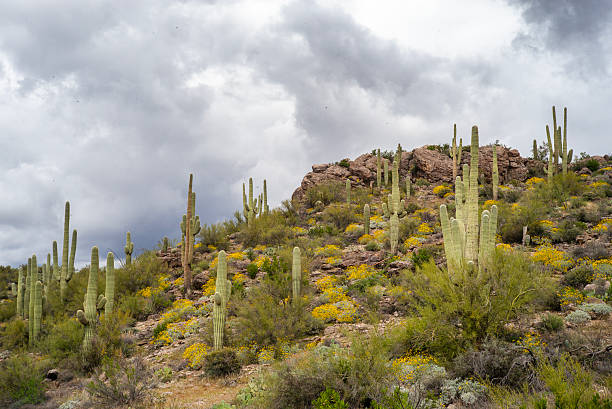 Tonto National Forest, Arizona: Saguaro Landscape in winter. Copy space in the sky.